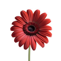 A Single Red Gerbera Daisy Flower Isolated on a Light Grey Background