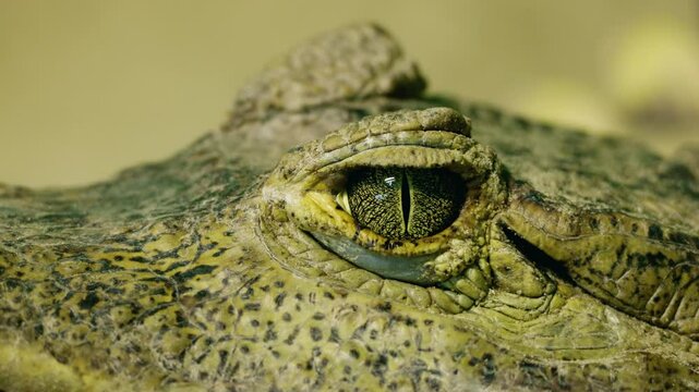 Macro view of a crocodile eye mid-blink with textured scales and slit pupil, evoking a mysterious and unsettling reptilian presence