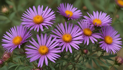 Obraz premium flowers in the park