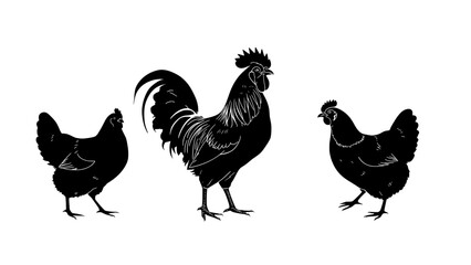 Fototapeta premium Silhouette of rooster and chickens in black on a transparent background