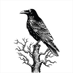 Black raven perched on a dead tree branch, isolated on white background