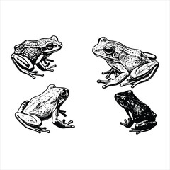 Frog illustration on white background showing detailed features 