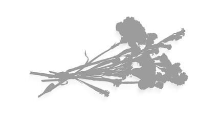 shadow Dried flower bouquet isolated on transparent background for decoration