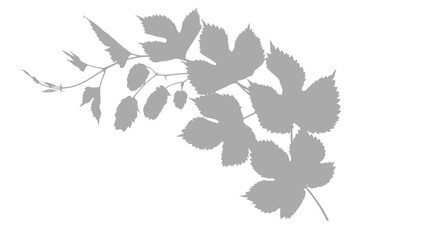 shadow Hops branch with leaves isolated on transparent background for brewing beer © MD AL AMIN HOSSAIN