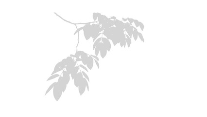 shadow Tree branch shadow creates a delicate overlay pattern on white isolated on transparent background