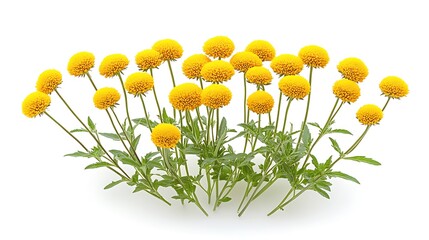 Vibrant bunch of the yellow Craspedia Billy Buttons plant are seen against a white backdrop