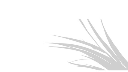 Fototapeta premium shadow Silhouette of grass isolated on transparent background