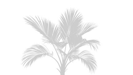 Palm tree shadow isolated on transparent background in a minimalist style