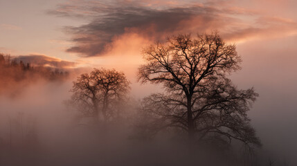 Fototapeta premium mysterious silhouettes of trees rise majestically against backdrop of dense fog creating ethereal atmosphere
