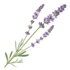 Fototapeta premium Fresh lavender sprigs with green leaves isolated on transparent background