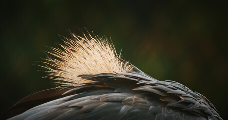 Artistic Shot of Crane Feathers Illuminated by Sunlight