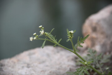 A delicate sprig of small white flowers, possibly from the genus Linaria, is captured against a softly blurred background