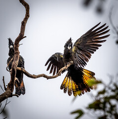 Red-tailed black cockatoo (Calyptorhynchus banksii naso) showing tail feather detail © Leanne