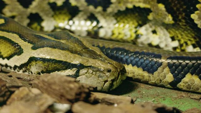 Close-up of a reticulated python resting on the ground, highlighting its detailed scales and natural camouflage pattern in shades of yellow, green, and black