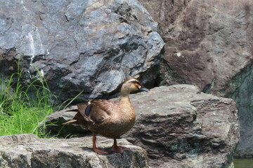 一羽のカルガモ