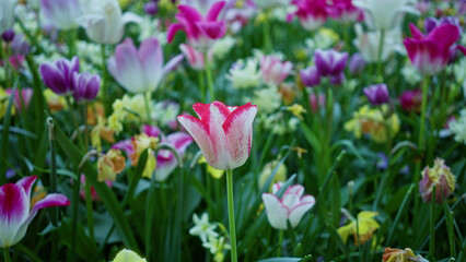 Vibrant tulips in a dutch garden showcasing colorful blooms in springtime netherlands outdoors colors nature beauty flora landscape