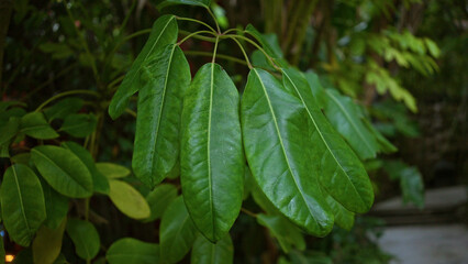 Lush green foliage with elongated leaves outdoors in natural setting in spain creates vibrant botanical atmosphere