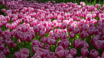 Fototapeta premium Vibrant field of pink tulips blooming outdoors in the netherlands, showcasing natural beauty and lush greenery under soft sunlight