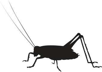 Garden insect vector silhouette collection