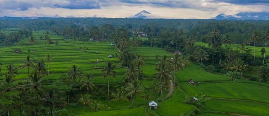 Obraz premium Lush green rice terraces cascade across the landscape in Tegallalang, Gianyar, Bali, Indonesia. Farmers cultivate rice, a staple crop, in this vital agricultural region.