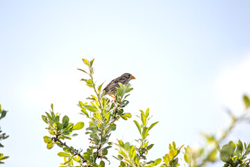 Alone Corn Bunting. Ornithology. Corn Bunting (Emberiza calandra) perched on tree branch on blue sky background. Bird, animal idea concept. Copy space, blank, empty.	