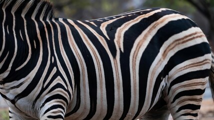 Close up of a zebra s body showing its distinctive black and white striped pattern