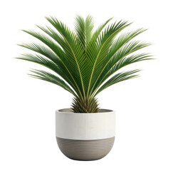 Green sago palm plant in a modern pot isolated on transparent background