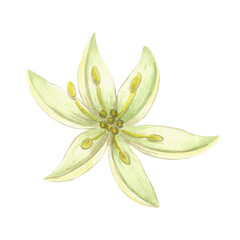 Naklejka premium Avocado flower with yellow petals watercolor isolated illustration for food and cosmetic desing. Hand drawn tropical fruit tree blooming, healthy eating. Floral citrus botanical clip art for textile.