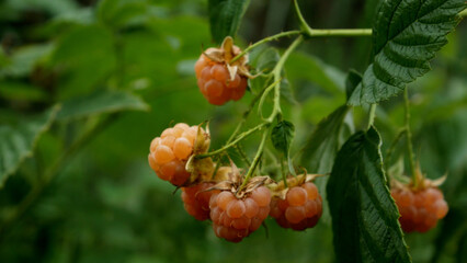 Ripe yellow raspberries on a garden bush. Sweet, healthy berries rich in vitamins. Organic dessert...