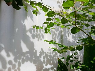 green leaves on a wall