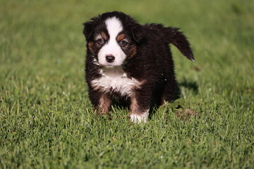 A small black and white dog is standing on a green grassy field