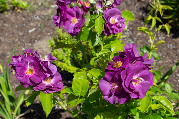 Blooming bush of purple rose on sunny summer day. Original coloring. Cottage garden. Close-up.
