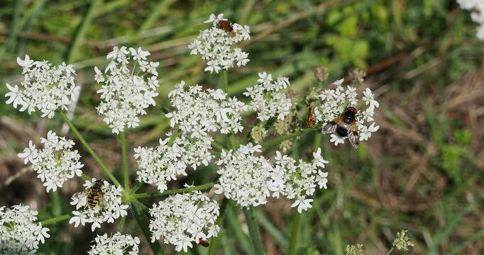 A pellucid fly (Volucella pellucens) and a batman hoverfly (Myathropa florea) gather nectar from a flower of Hogweed (Heracleum sphondylium)
