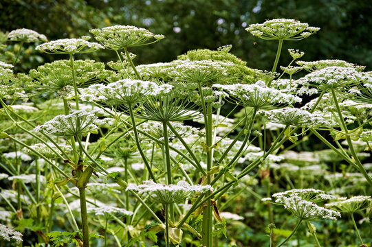 Giant Hogweed