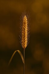 
Single golden wheat or barley spike with detailed kernels and fine bristles against warm brown blurred background in macro photography