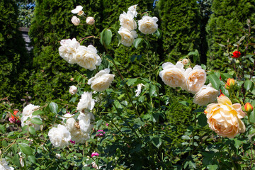 Blooming white rose bush on a sunny summer day. Cottage garden.