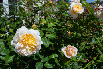 Blooming apricot-white rose bush on a sunny summer day. Cottage garden. Close-up