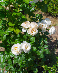 Blooming white rose bush on a sunny summer day. Cottage garden.