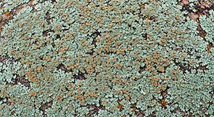 A detailed macro texture shot of a granite rock surface covered in intricate patterns of green blue and orange lichen a natural abstract background