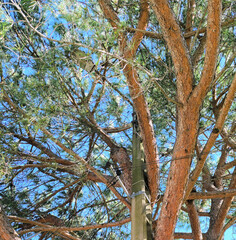 Modèle d'arbre planté à côté de l'éclairage public
