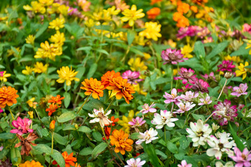 Background Colorful of calendula flower blooming in the park, select and soft focus.

