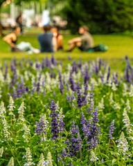 Hungary, Budapest, Margit sziget. Botanical parts of the island. Amazing colorful flowers everywhere.