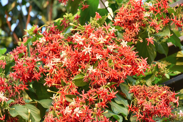 Pink Bouquet of Quisqualis Indica flower is ivy flower, they have buds and blooming. when in bud state had white color and then in full bloom have light pink and dark pink.
