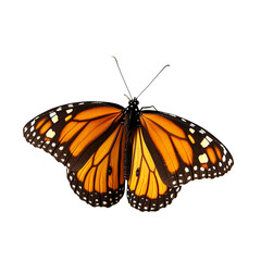 butterfly isolated on white