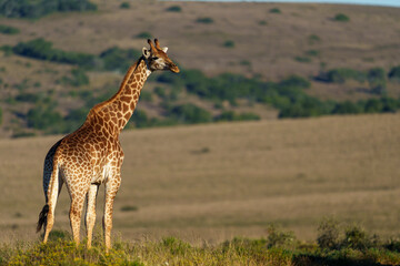 South African giraffe or Cape giraffe (Giraffa giraffa or Giraffa camelopardalis giraffa) in typical habitat. Eastern Cape. South Africa.