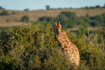 South African giraffe or Cape giraffe (Giraffa giraffa or Giraffa camelopardalis giraffa) in typical habitat. Eastern Cape. South Africa.