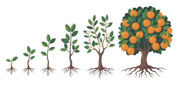 Stages of an orange tree growth from seedling to fruit bearing