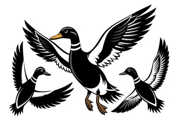 Obraz premium Three black ducks with one in flight and wings spread wide