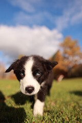 A black and white dog is walking on a grassy field