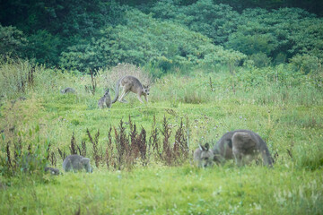 Eastern grey kangaroos in its natural forest environment in Australia.